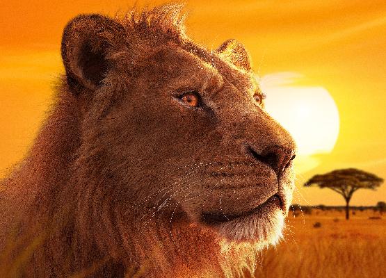 MUFASA: EL REY LEÓN